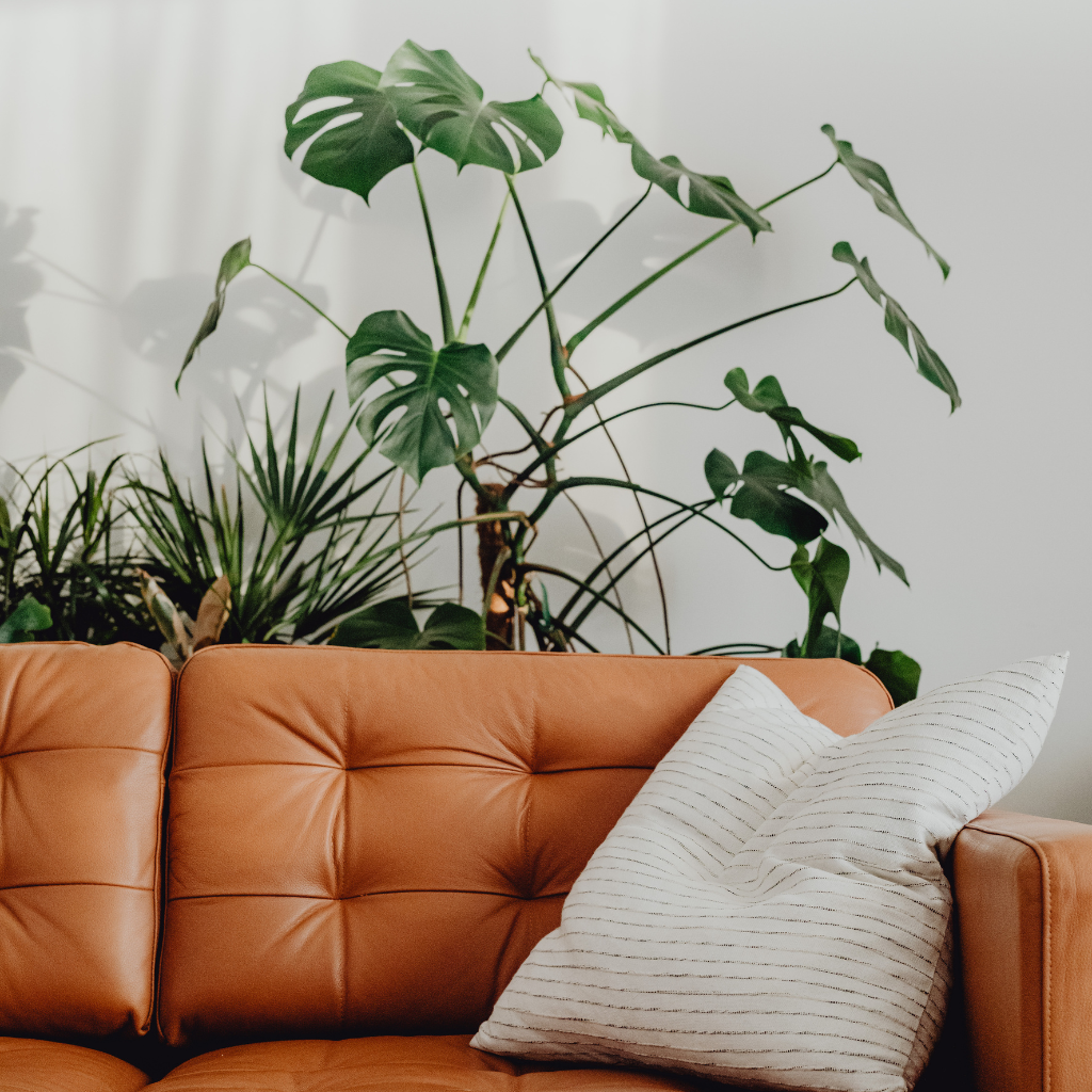 A brown leather sofa with a white striped pillow in front of several green leafy houseplants against a white wall, creating a cozy and modern living space.